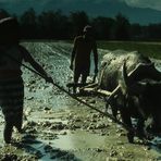 Sumatra - Reisbauern und Wasserbüffel