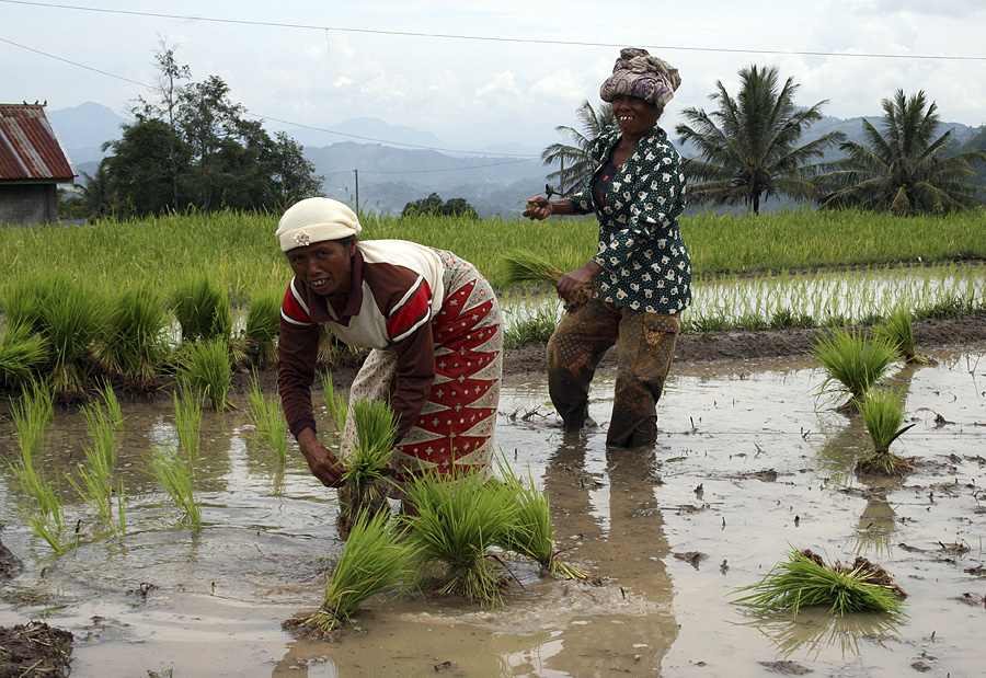 Sumatra Rice Field (padi)