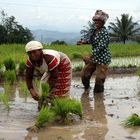 Sumatra Rice Field (padi)