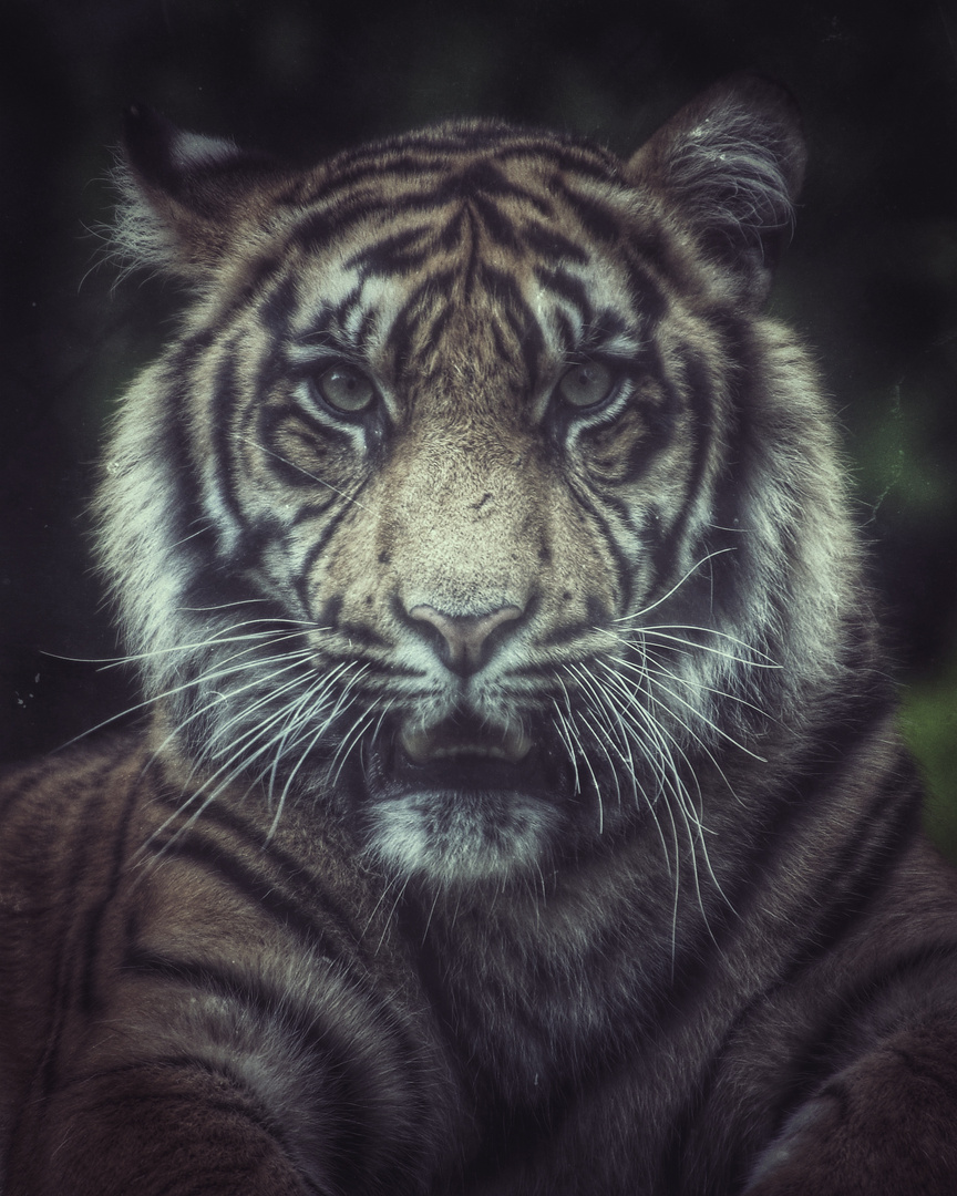 Sumatra Tiger 