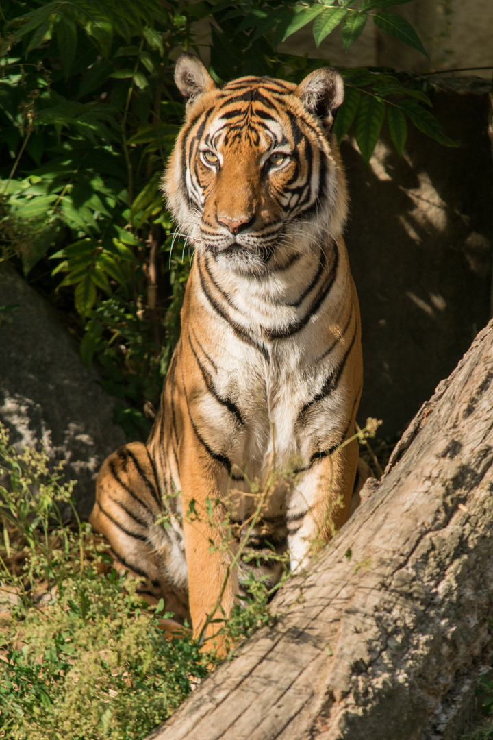 Sumatra Tiger 1