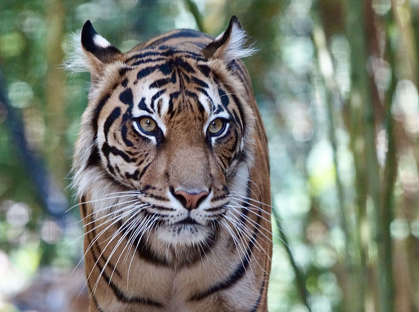 Sumatra-Tiger