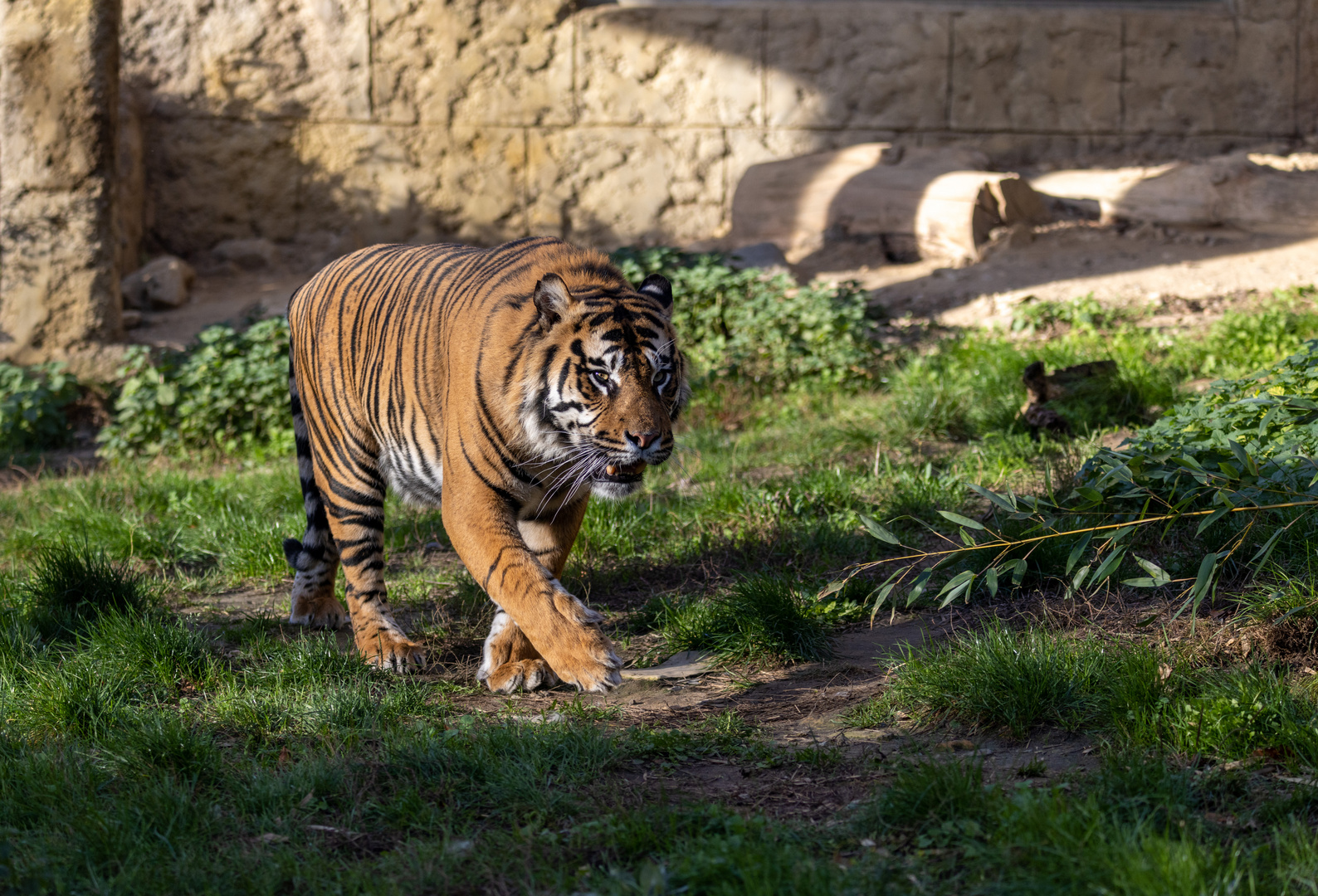 Sumatra-Tiger