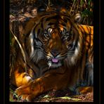 Sumatra-Tiger