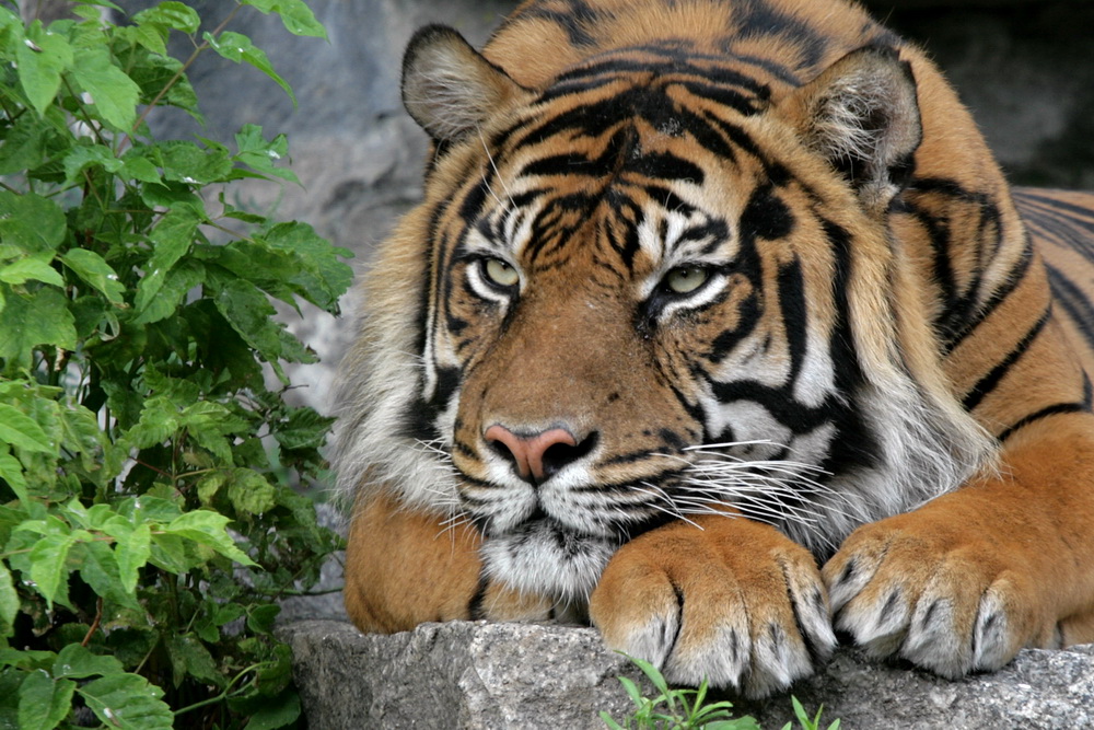 Sumatra Tiger 2