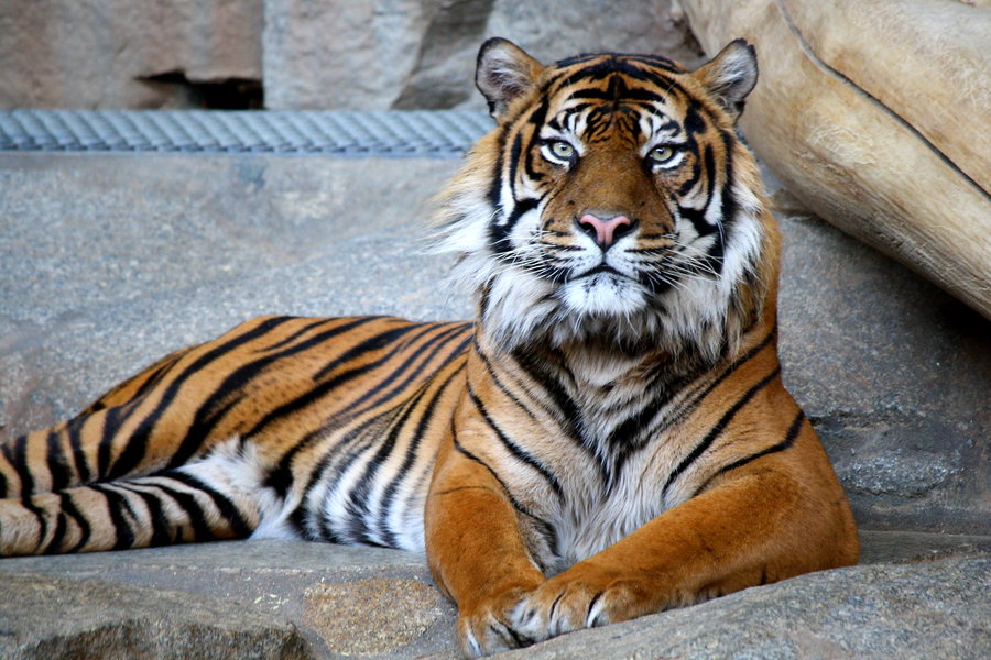 Sumatra Tiger