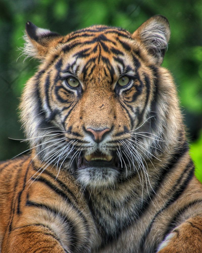 Sumatra Tiger...