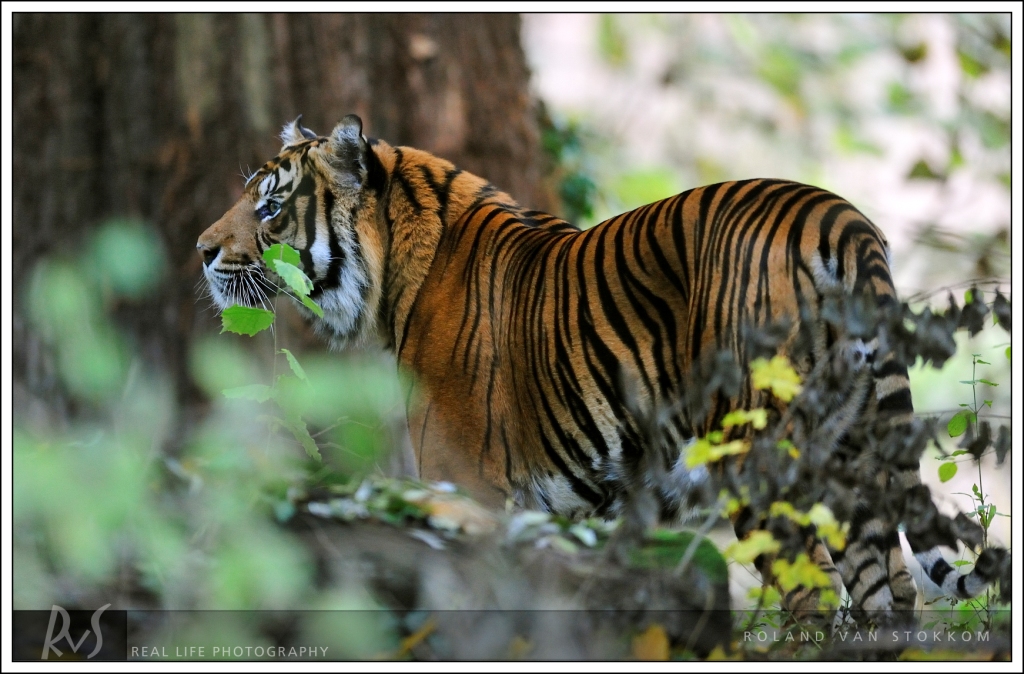 Sumatra Tiger