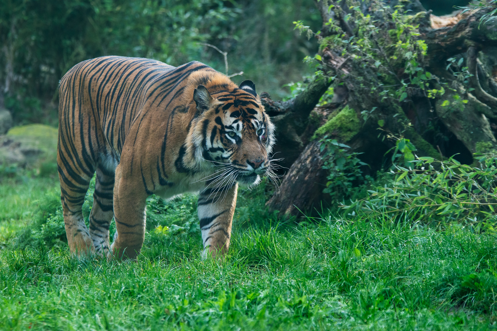 Sumatra Tiger. 