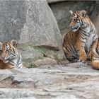 Sumatra-Tiger, 4 Monate alt.....