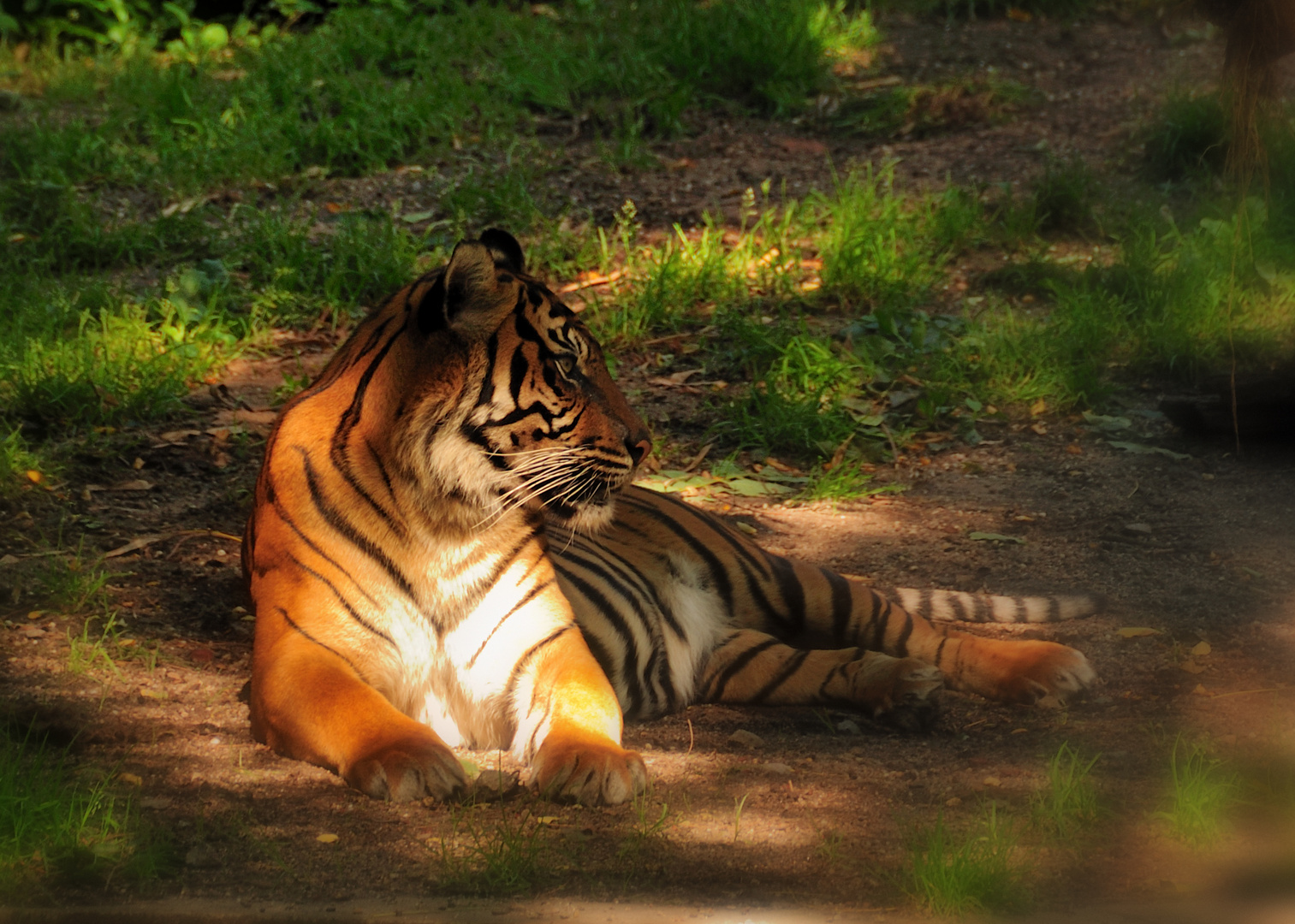 sumatra tiger
