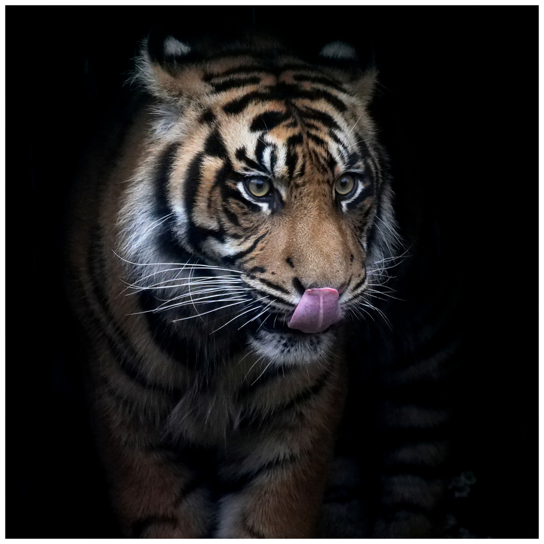 Sumatra Tiger