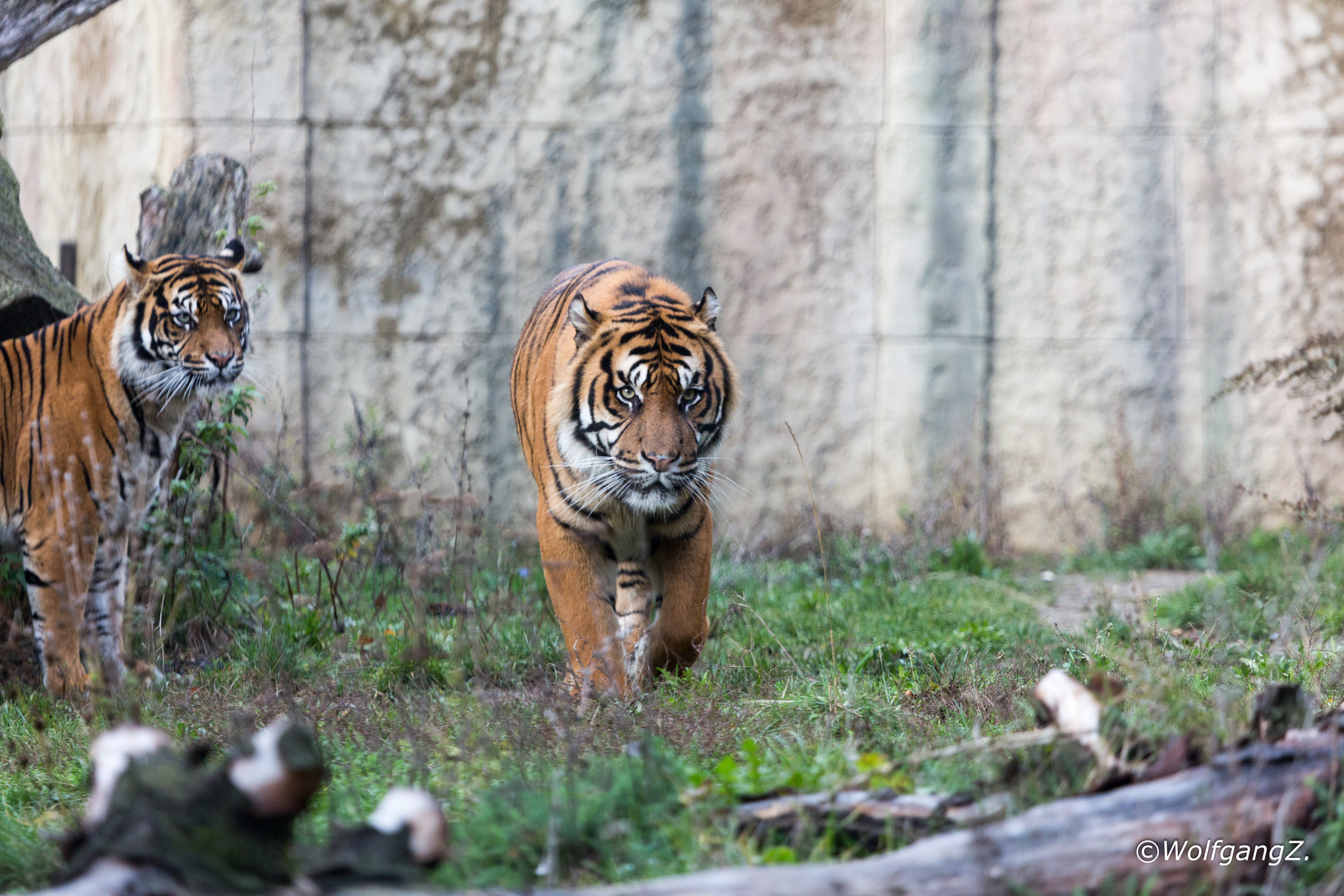 Sumatra-Tiger