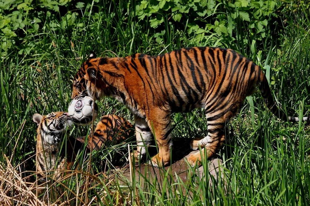 Sumatra-Tiger