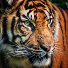 Sumatra Tiger...