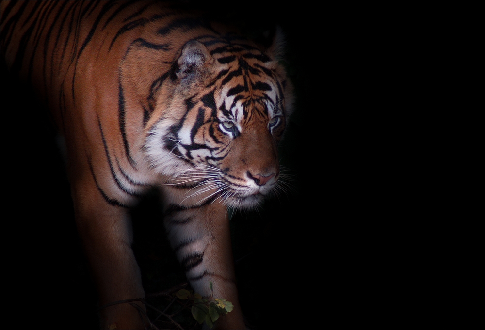 - Sumatra Tiger -