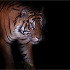 - Sumatra Tiger -