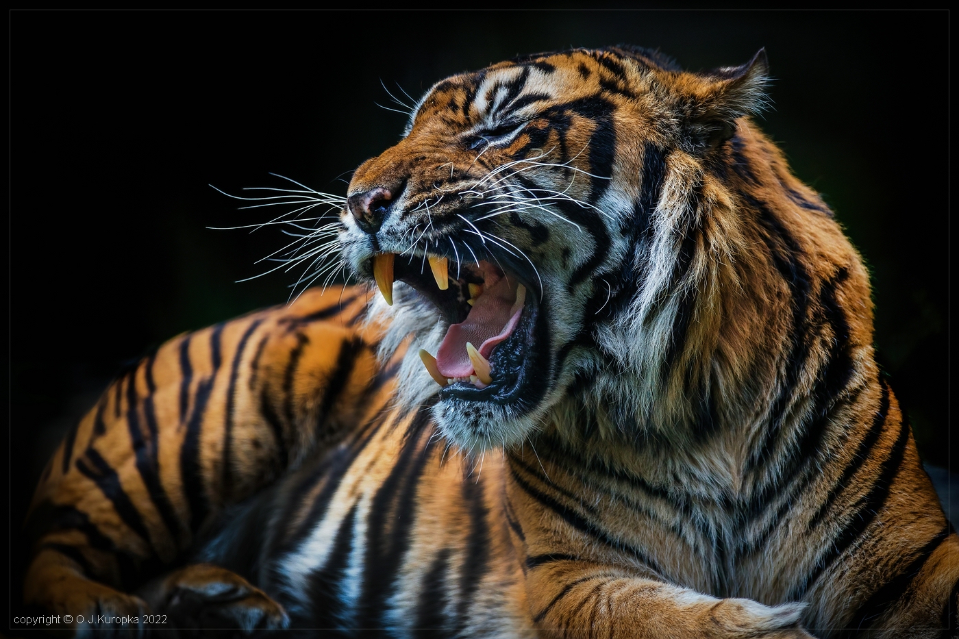 Sumatra Tiger Foto & Bild | tiere, zoo, wildpark & falknerei
