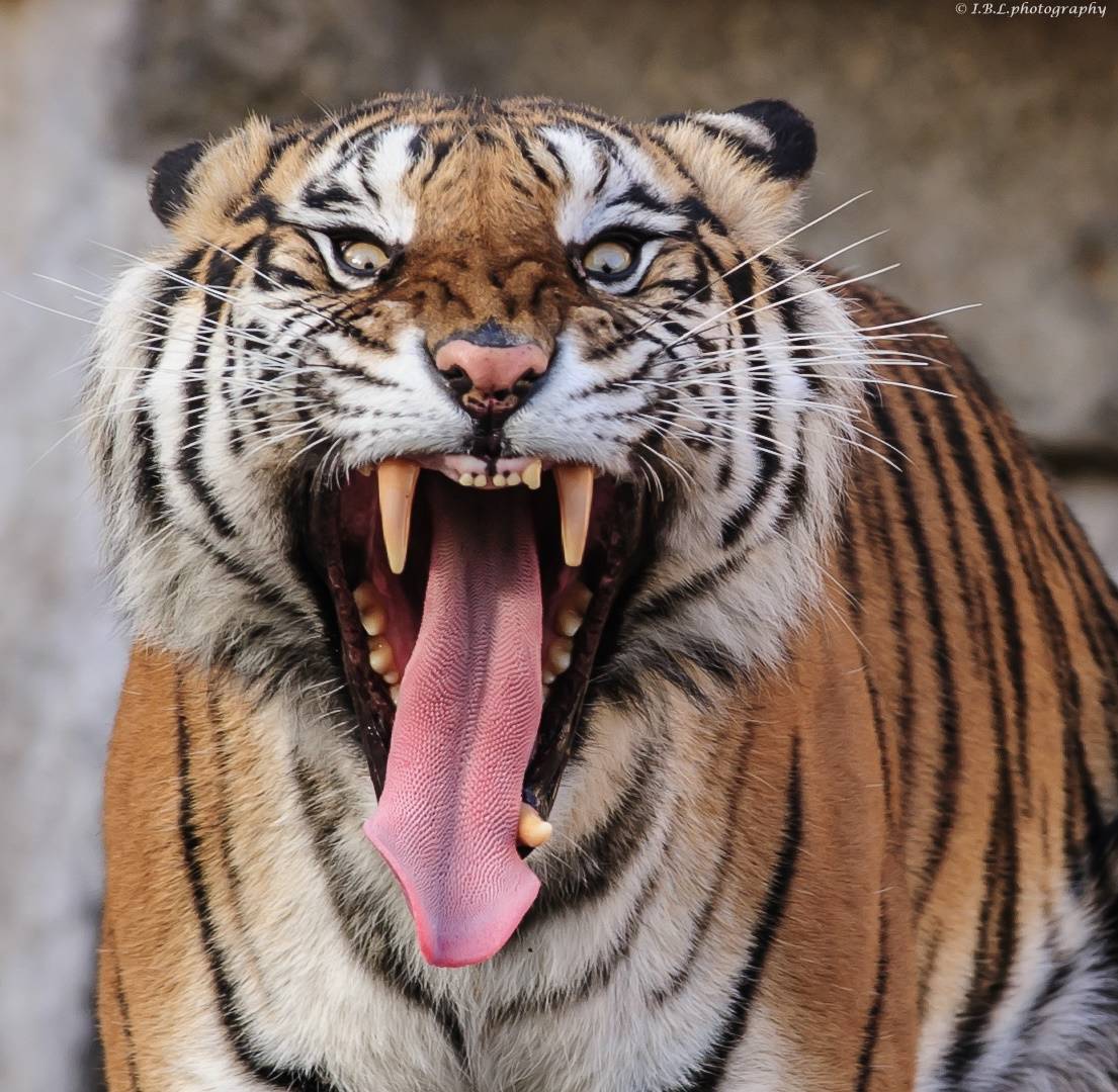 ©Sumatra-Tiger