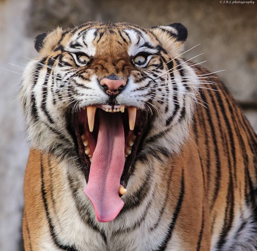 ©Sumatra-Tiger Foto & Bild | tiere, zoo, wildpark & falknerei
