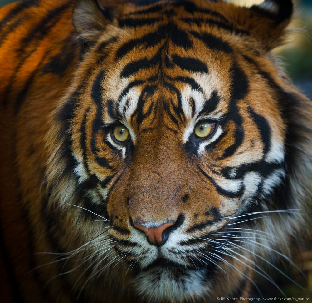 Sumatra Tiger