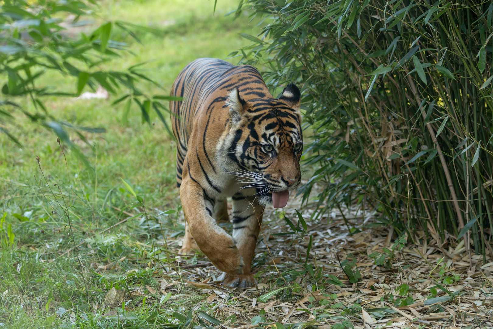 Sumatra-Tiger