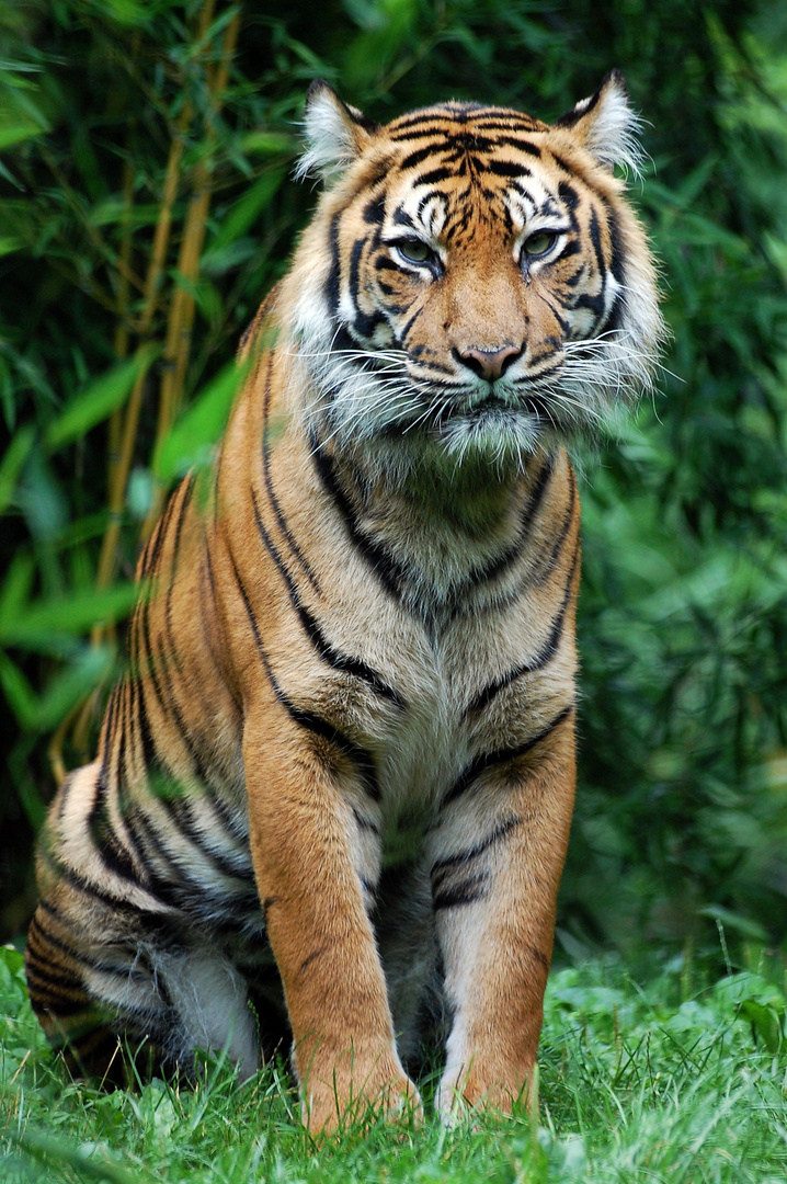 Sumatra Tiger