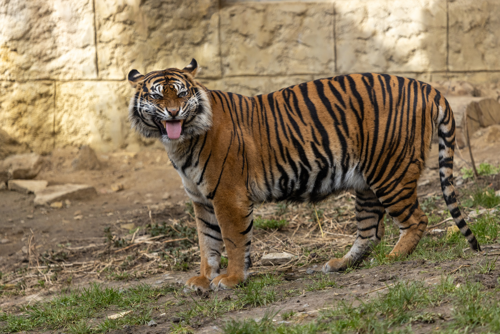 Sumatra-Tiger