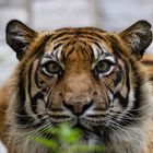 Sumatra-Tiger