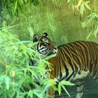 Sumatra-Tiger 