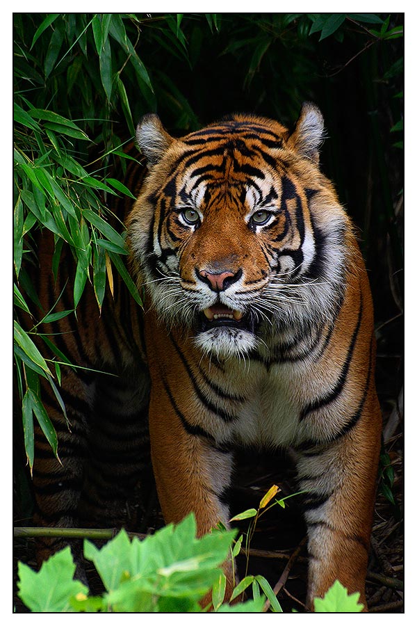 ° Sumatra Tiger °