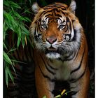 ° Sumatra Tiger °