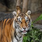 Sumatra Tiger aus dem Berliner Tierpark 