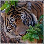 Sumatra Tiger aus dem Zoo auf Oahu