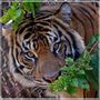 Sumatra Tiger aus dem Zoo auf Oahu von Stefanie Gründel 
