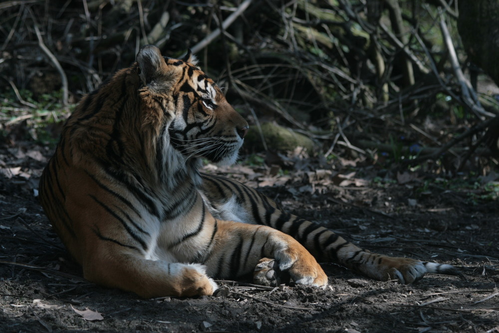Sumatra Tiger Foto Bild tiere zoo wildpark Sumatra Tiger Foto Bild tiere zoo wildpark