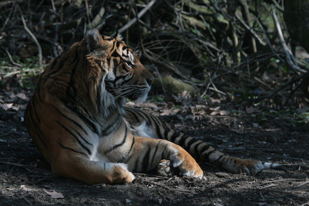 Sumatra Tiger