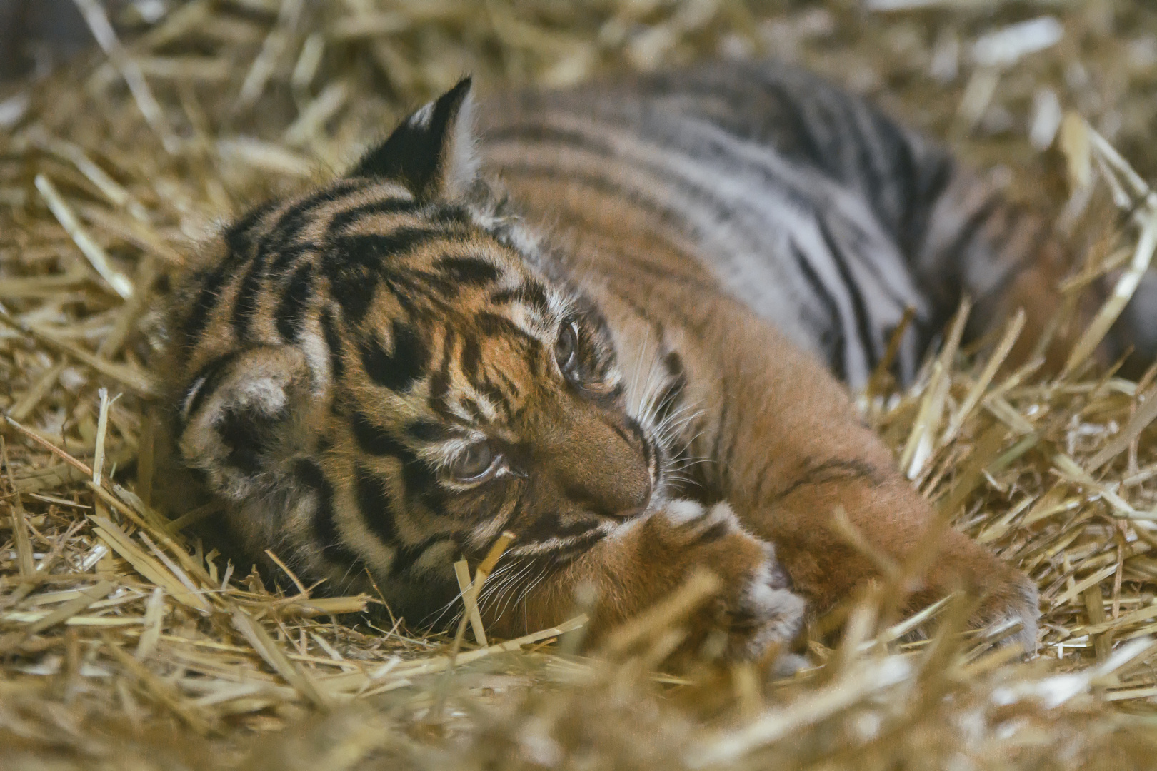 Sumatra Tiger Baby