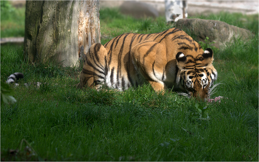 Sumatra-Tiger