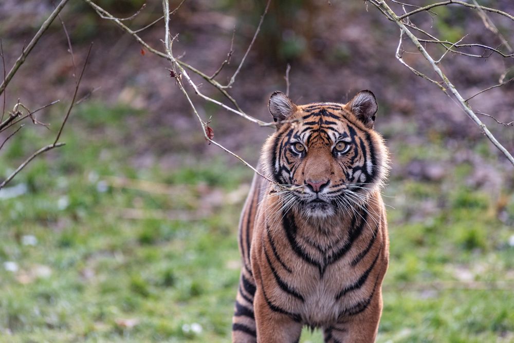 Tiger Dokumentation Tiger Dokumentation
