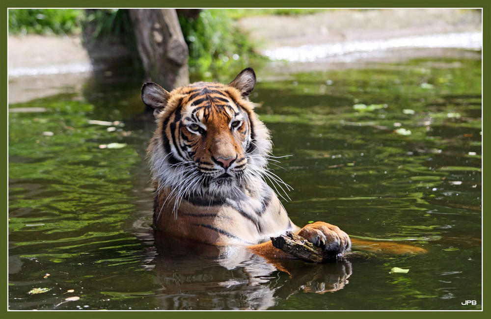 Sumatra Tiger beim Bad