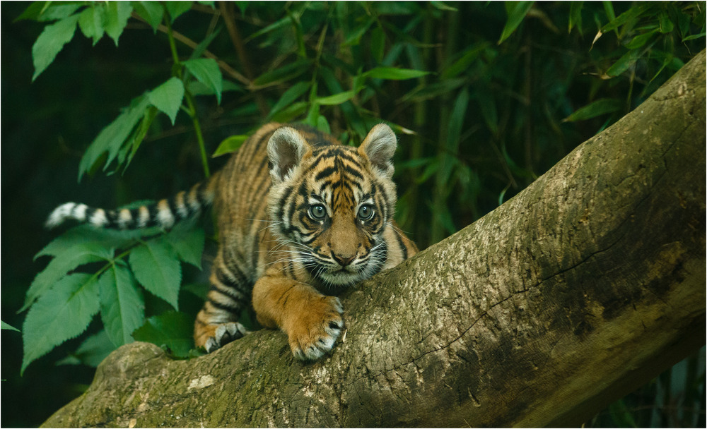 Sumatra-Tiger "BERANI" auf Erkundungstour