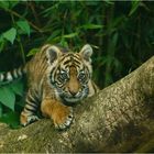 Sumatra-Tiger "BERANI" auf Erkundungstour