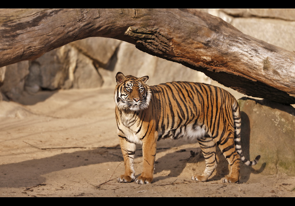 Sumatra Tiger