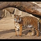 Sumatra Tiger