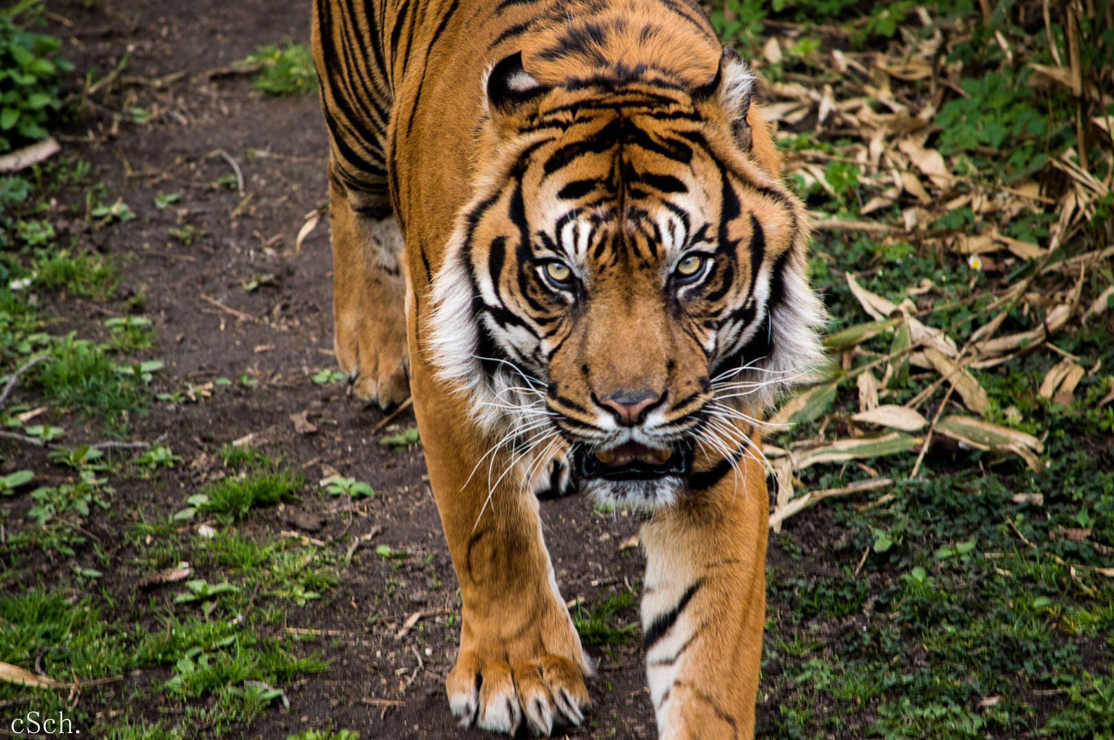 Sumatra-Tiger Carlos