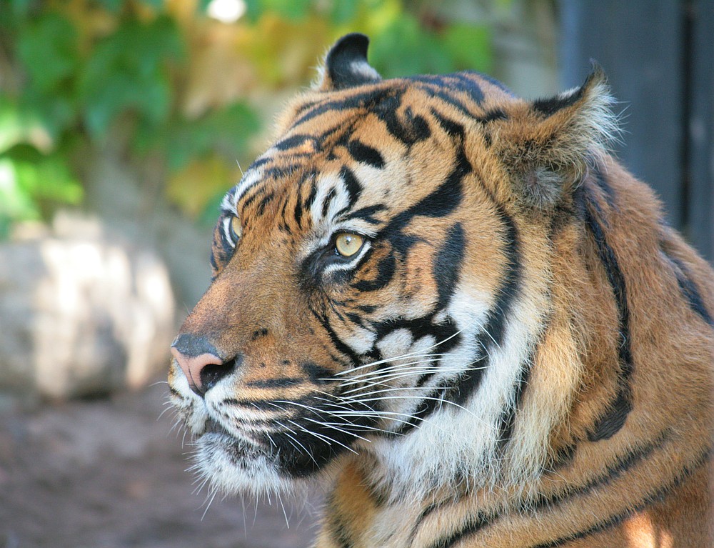 Sumatra Tiger Carlos