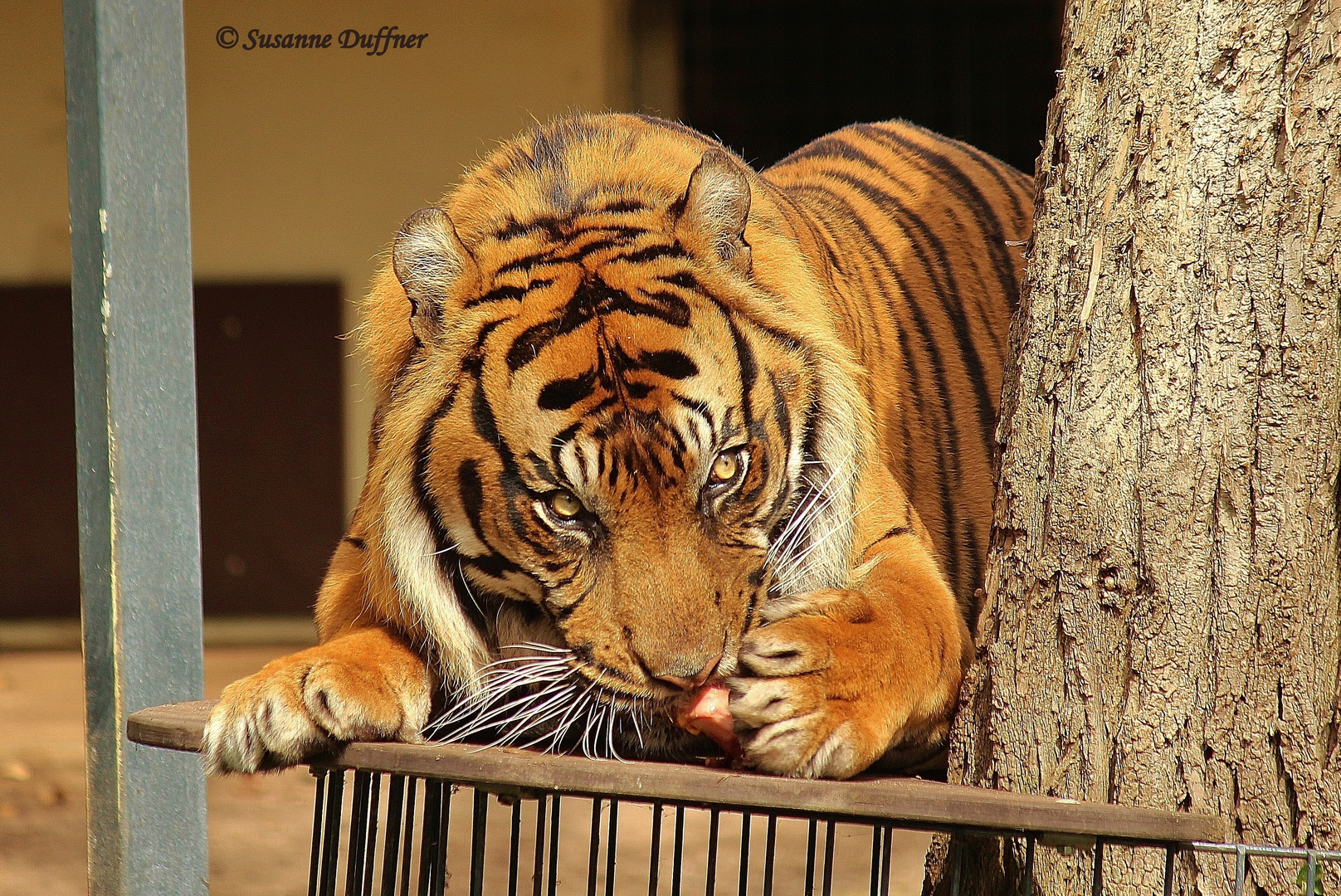Sumatra-Tiger Carlos