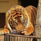 Sumatra-Tiger Carlos