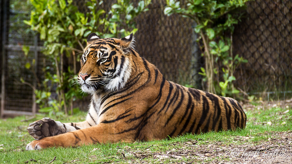 Sumatra Tiger